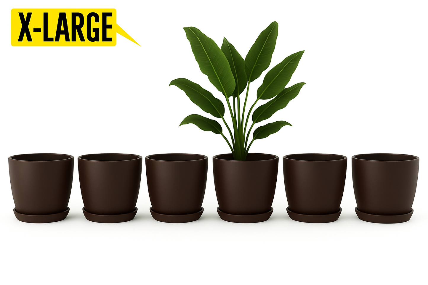 14 August Special Offer Pack of 6 Large Pots