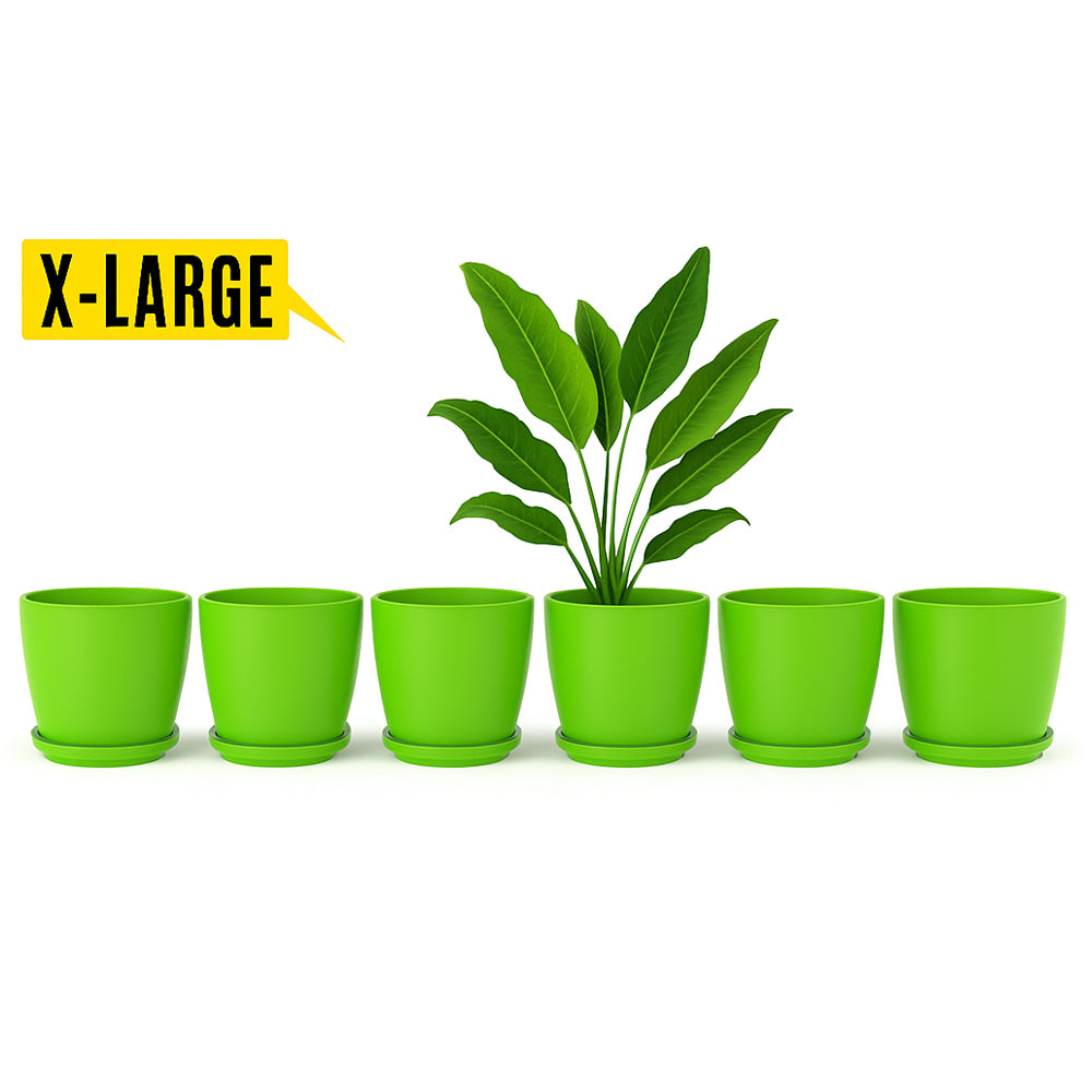 14 August Special Offer Pack of 6 Large Pots