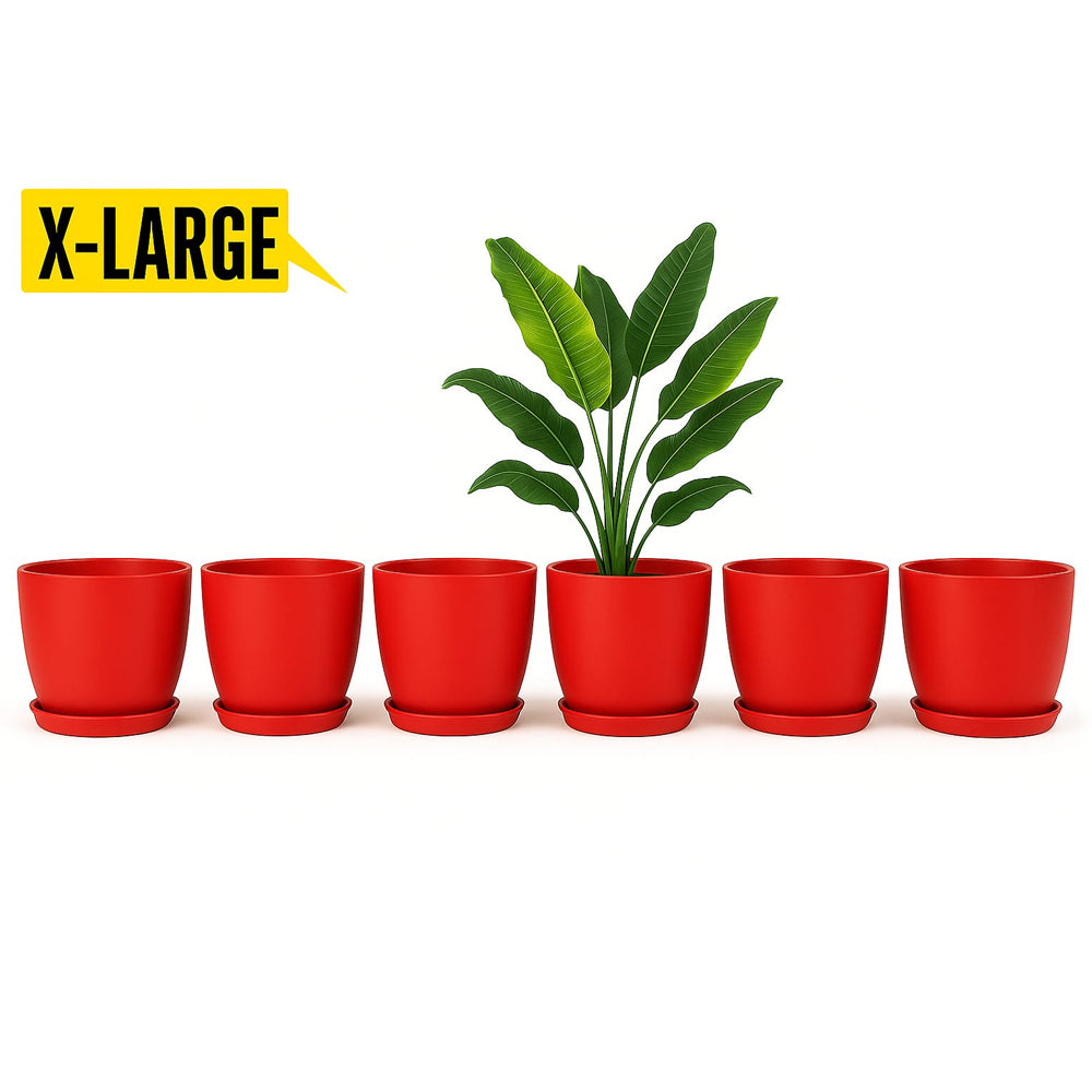 14 August Special Offer Pack of 6 Large Pots