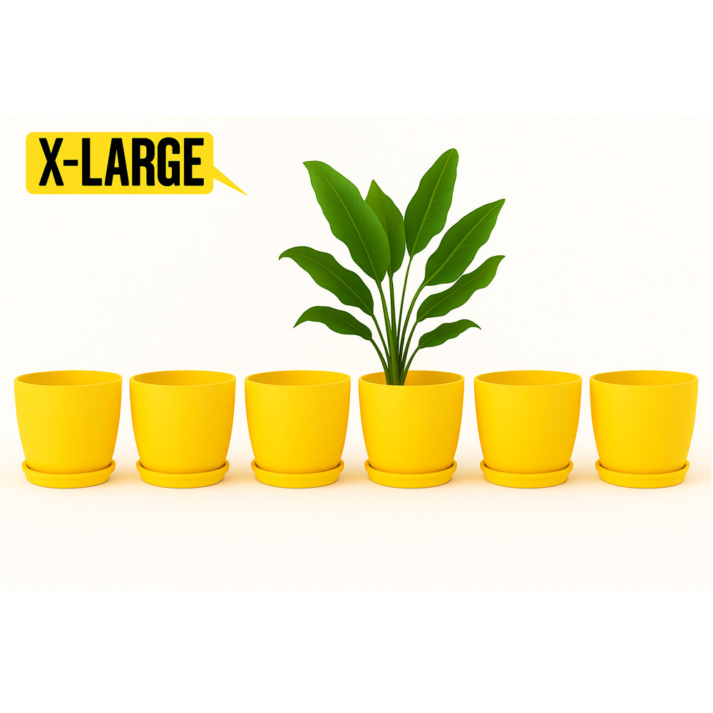 14 August Special Offer Pack of 6 Large Pots