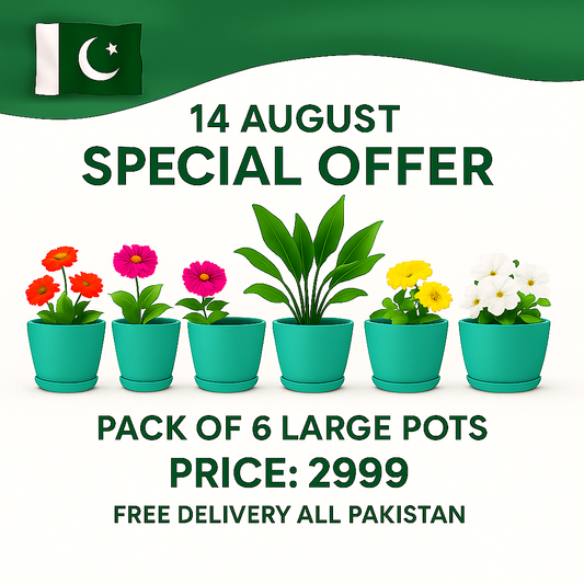 14 August Special Offer Pack of 6 Large Pots