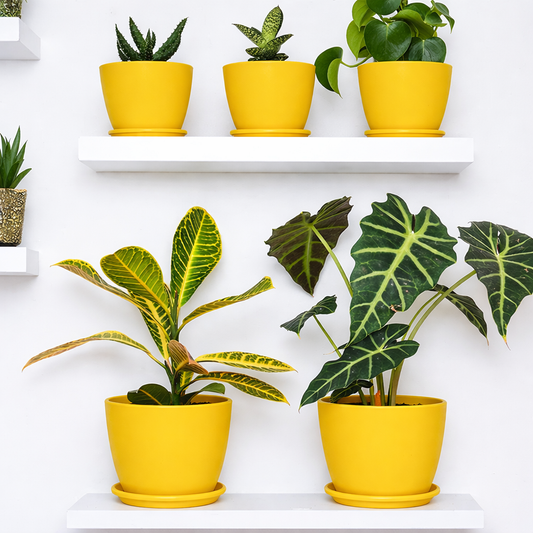 Araaishhome Extra Large Plant Pots Multi Colors with Drainage, Perfect for Indoor Planters